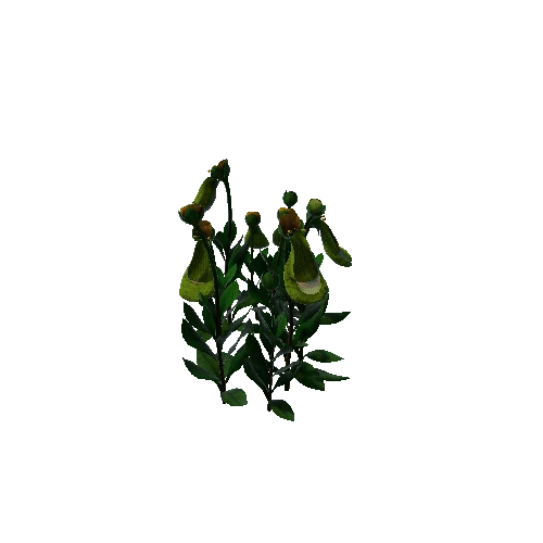 Flower Calceolaria Uniflora 5.4